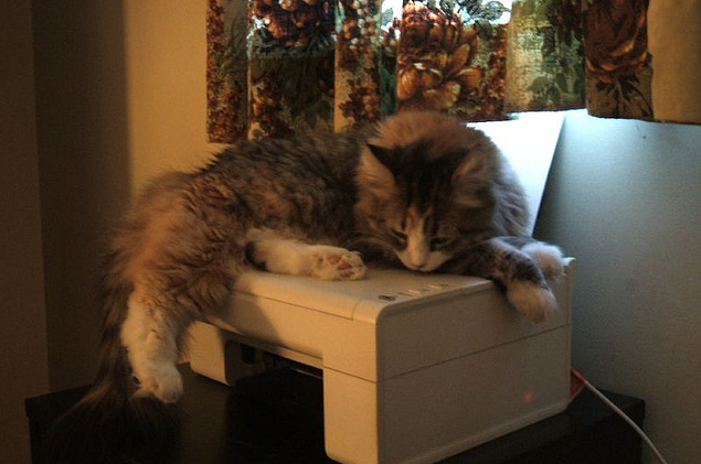 chat sur imprimante