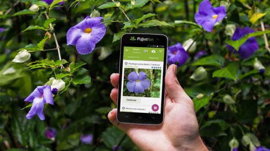 PlantNet : identifier une plante avec votre smartphone