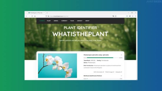 Identifier une espèce de plante, de fleur ou d’arbre à partir d’une photo