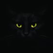 Chat dans le noir