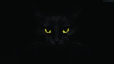 Chat dans le noir