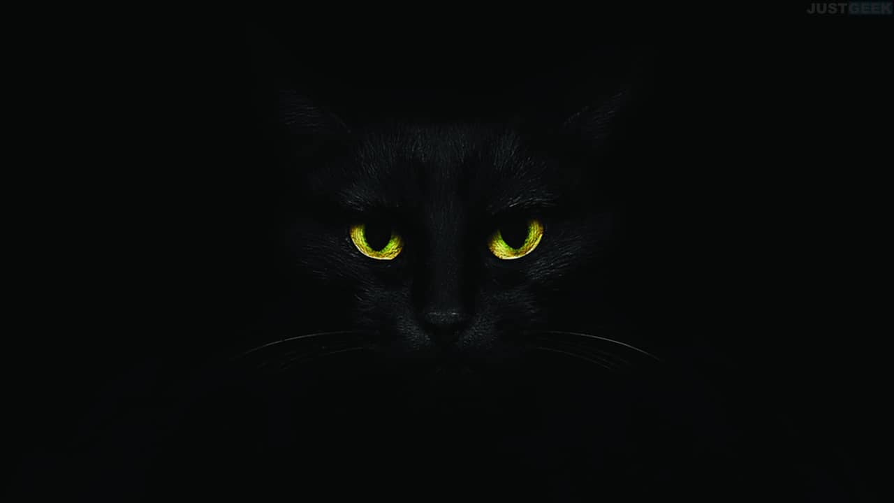 Chat dans le noir
