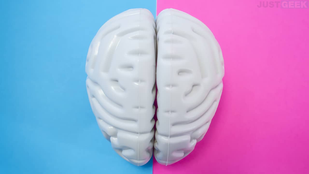 Différences entre un cerveau masculin et féminin