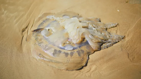 Méduse échouée sur la plage