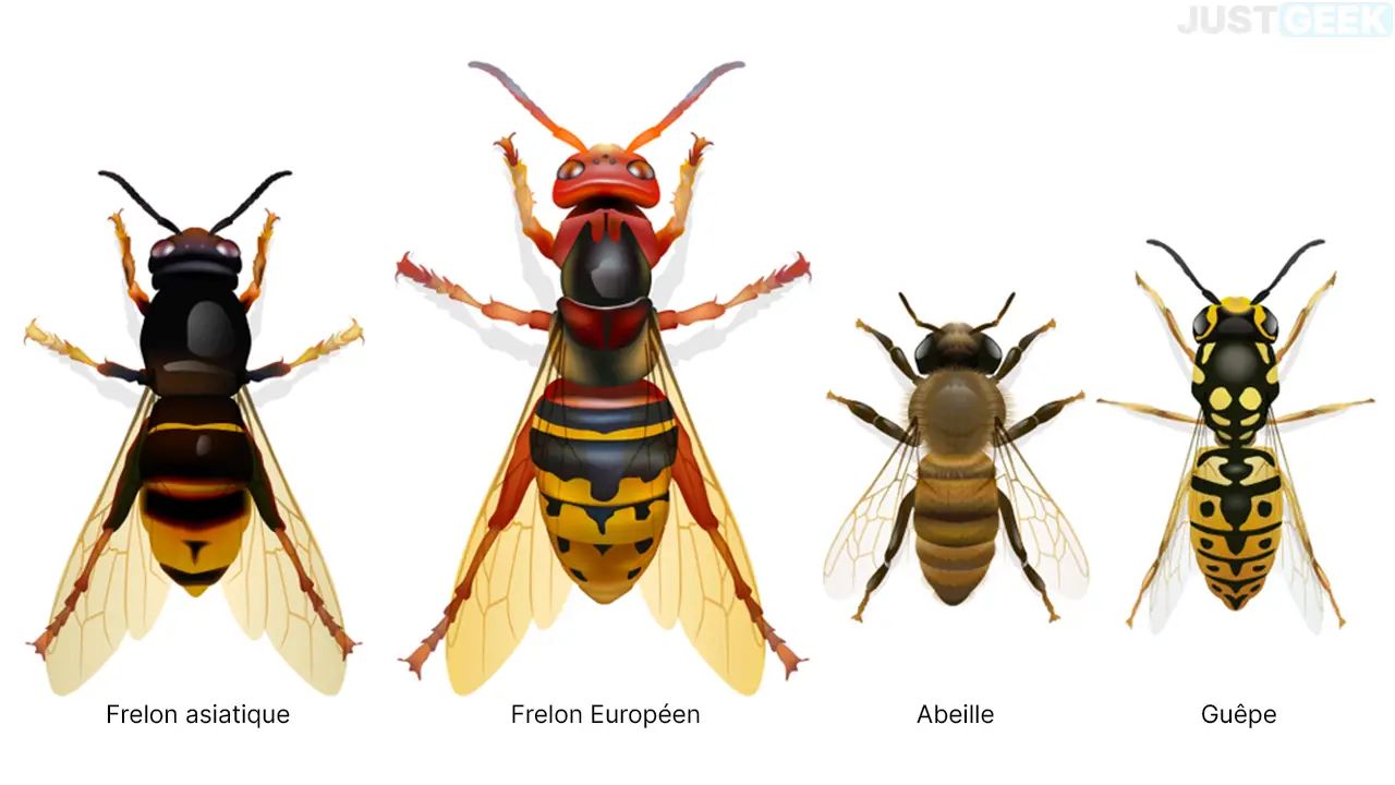 Différences entre un frelon asiatique, un frelon Européen, une abeille et une guêpe